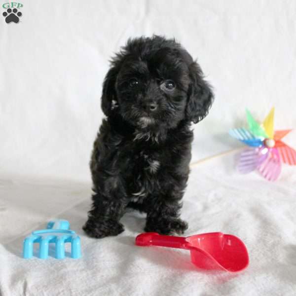 Bambi, Cavapoo Puppy